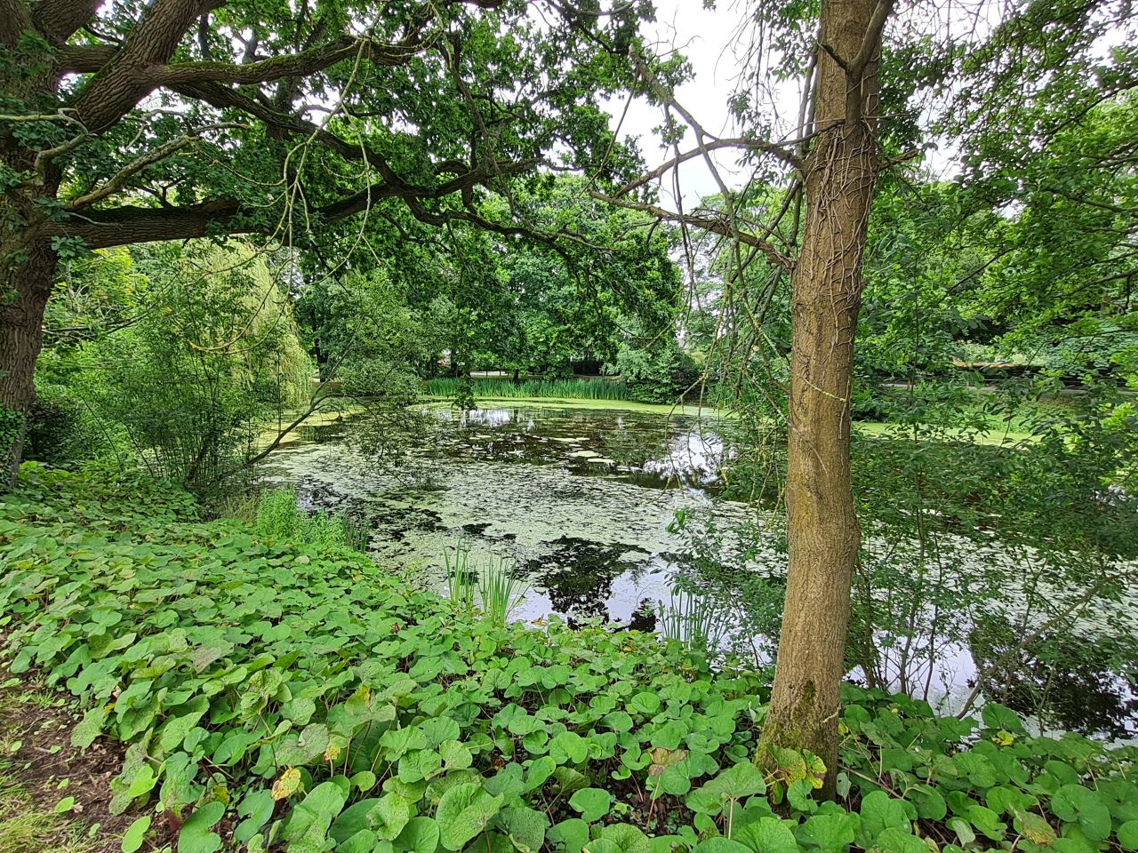 2024-07-11 24 Brooke Wensum Ramblers.jpg