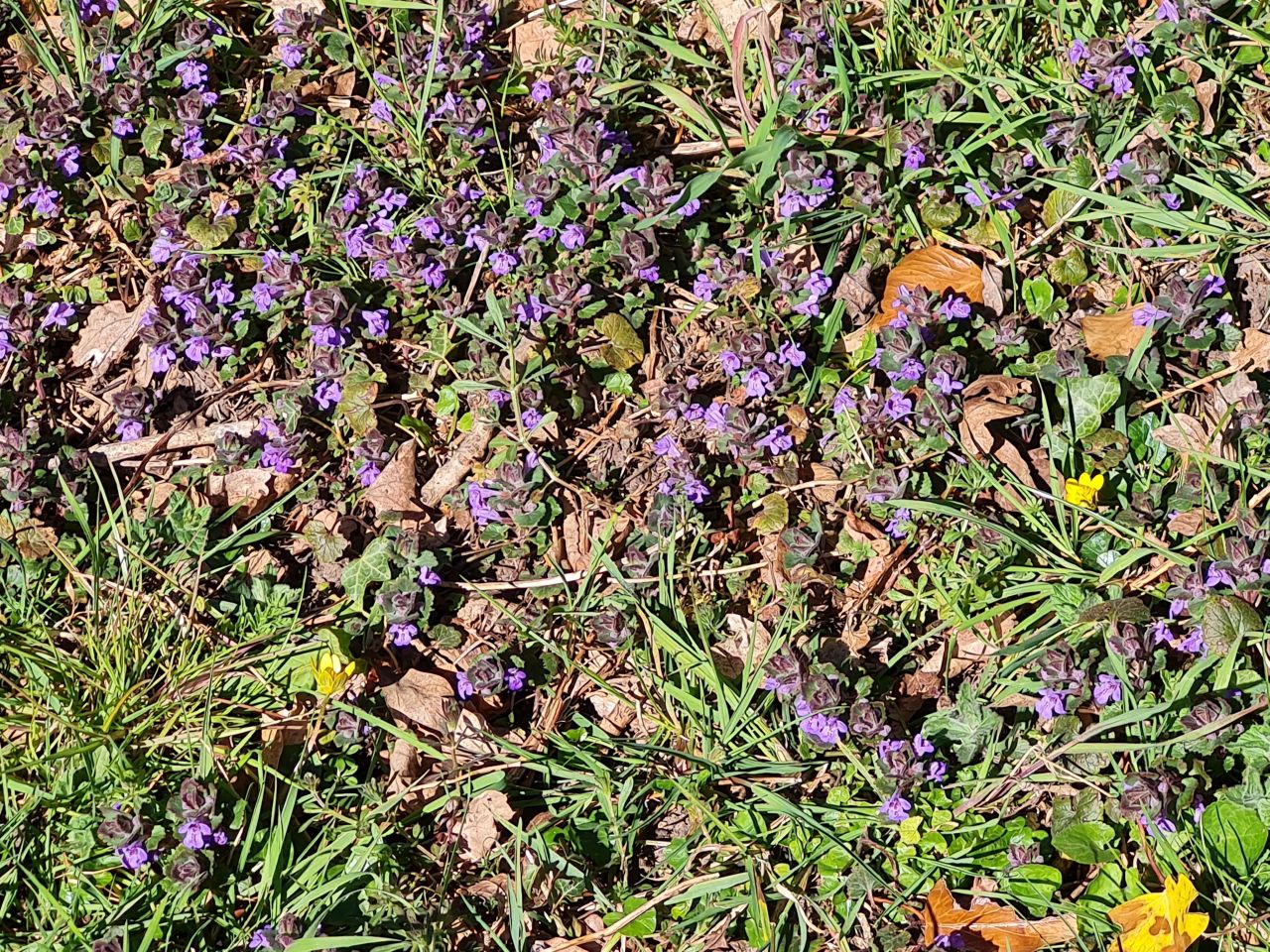 2025-04-01 09 New Buckenham.jpg