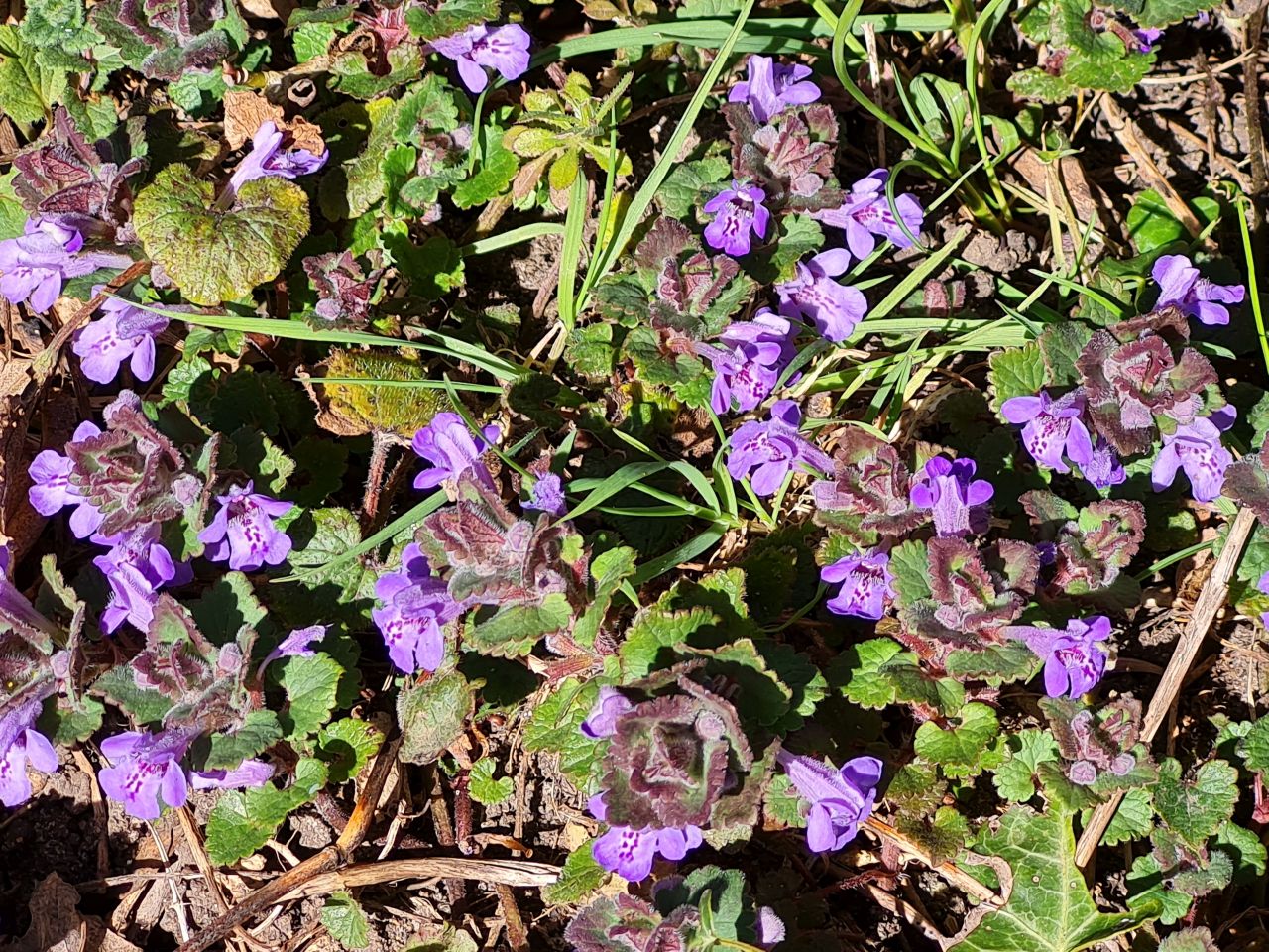 2025-04-01 10 New Buckenham.jpg