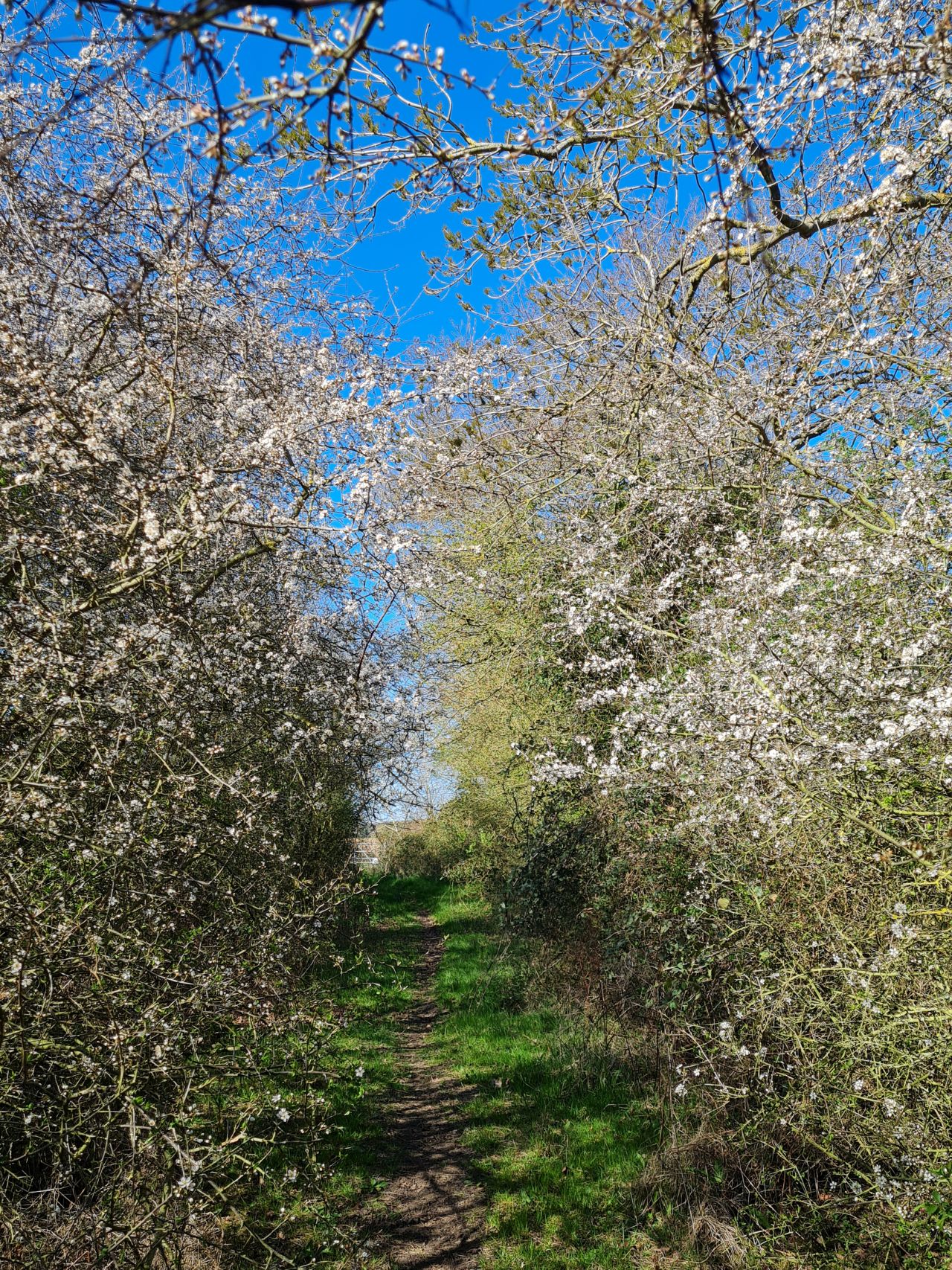 2025-04-01 44 New Buckenham.jpg
