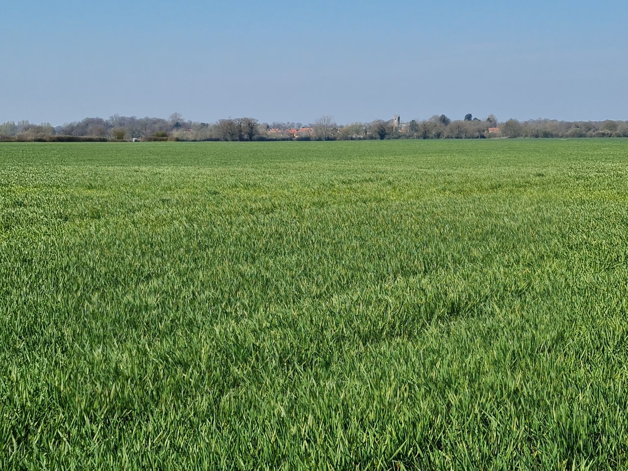 2025-04-03 08 Short Green and New Buckenham.jpg