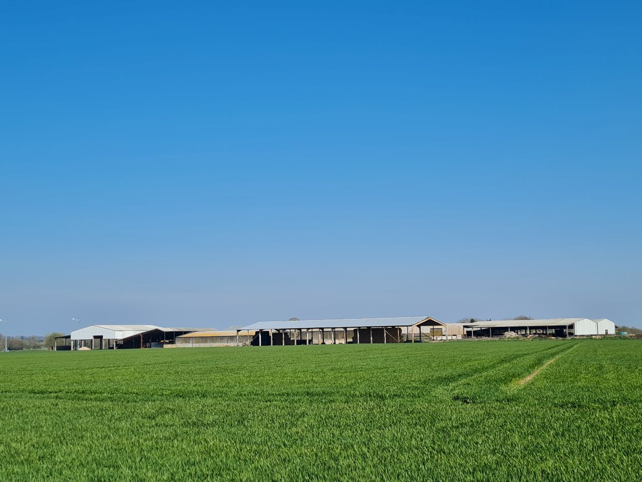 2025-04-03 09 Short Green and New Buckenham.jpg