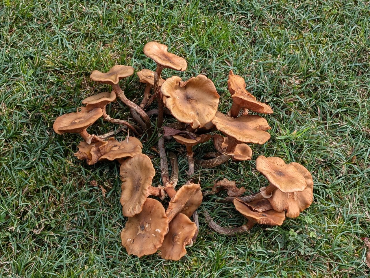 2025-10-25 14 Angles Way.jpg