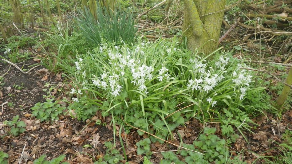 2018-04-11 04 Allium triquetrum.jpg
