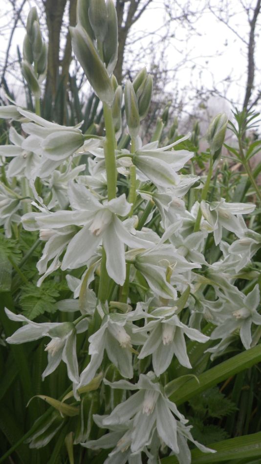 2018-04-11 05 Allium triquetrum.jpg