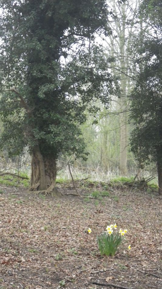 2018-04-11 07 Wenhaston.jpg