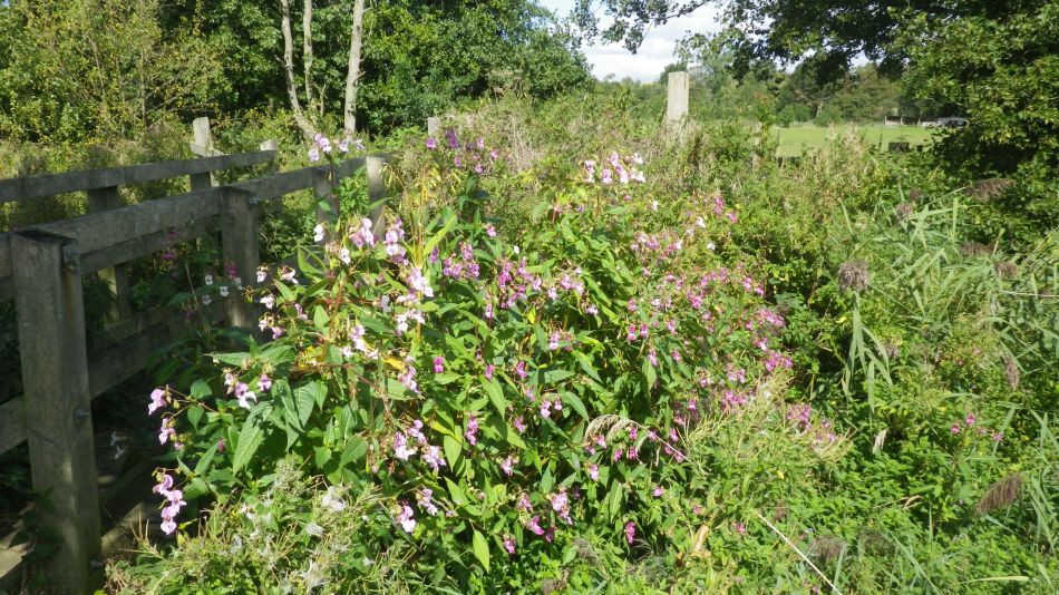 2019-09-05 04 Waveney Way 13 - Halesworth to Wenhaston.jpg
