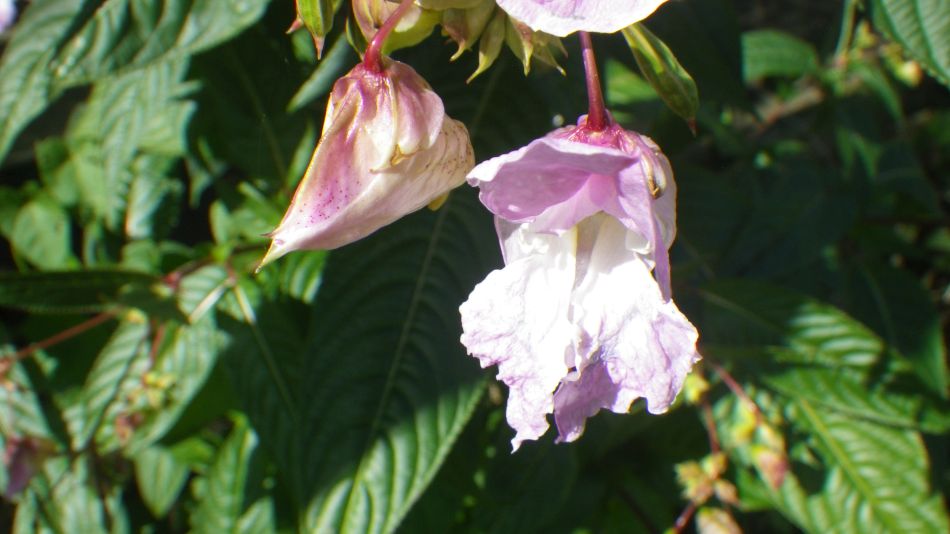 2019-09-05 05 Waveney Way 13 - Halesworth to Wenhaston.jpg