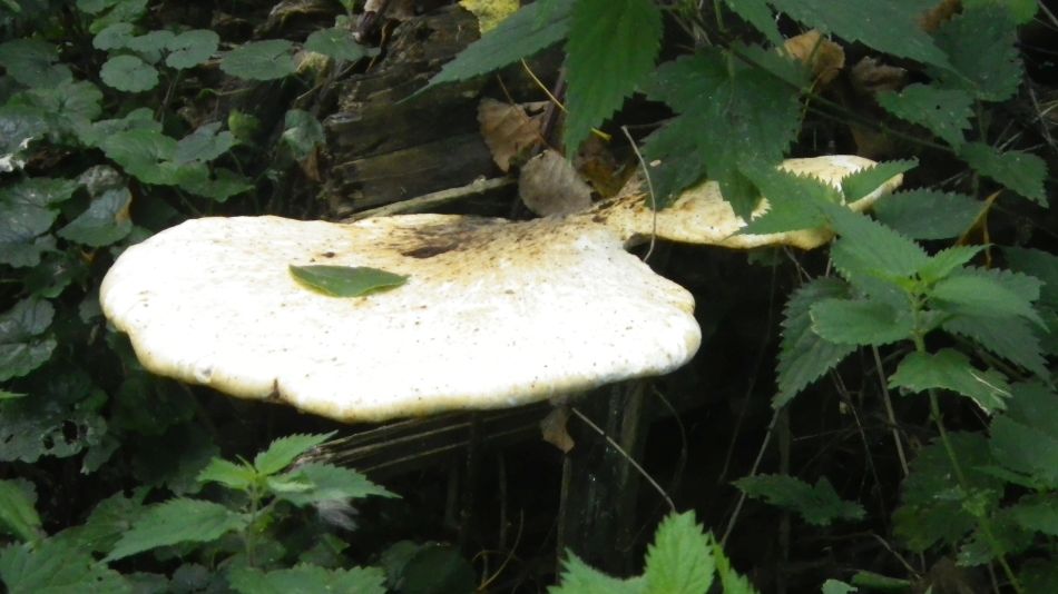 2019-09-05 10 Waveney Way 13 - Halesworth to Wenhaston.jpg