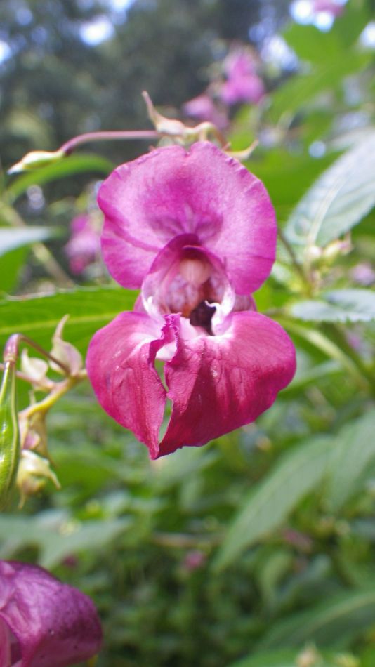 2019-09-05 12 Waveney Way 13 - Halesworth to Wenhaston.jpg