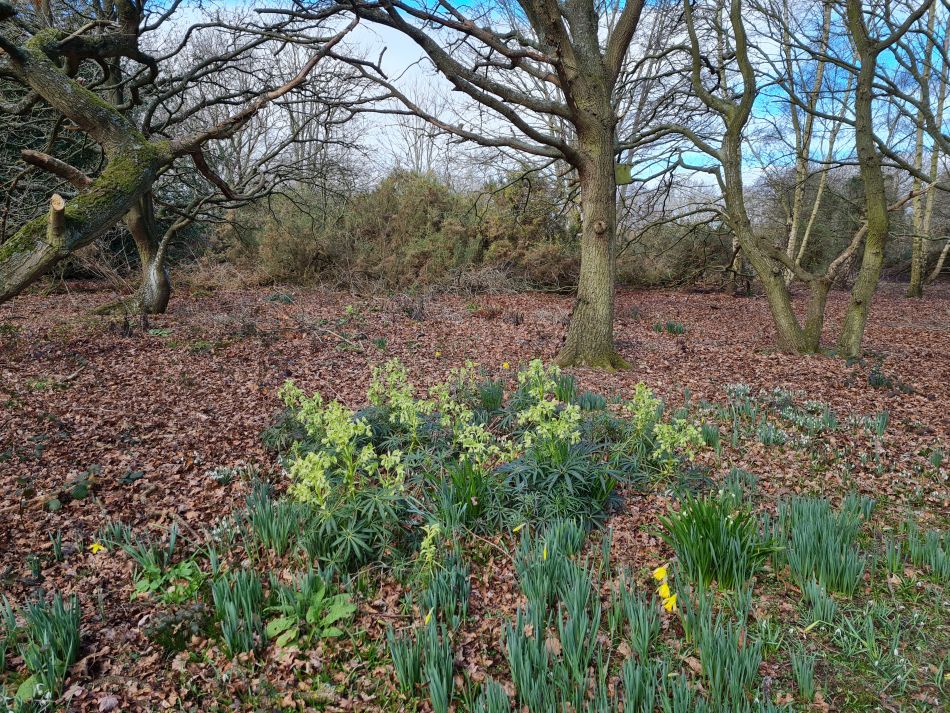 2023-03-01 04 Wenhaston Five Heaths.jpg