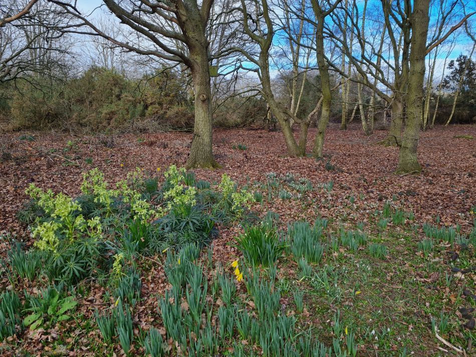 2023-03-01 05 Wenhaston Five Heaths.jpg