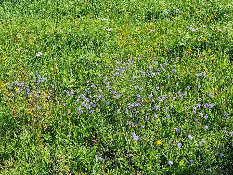 2023-08-30 03 Wenhaston.jpg