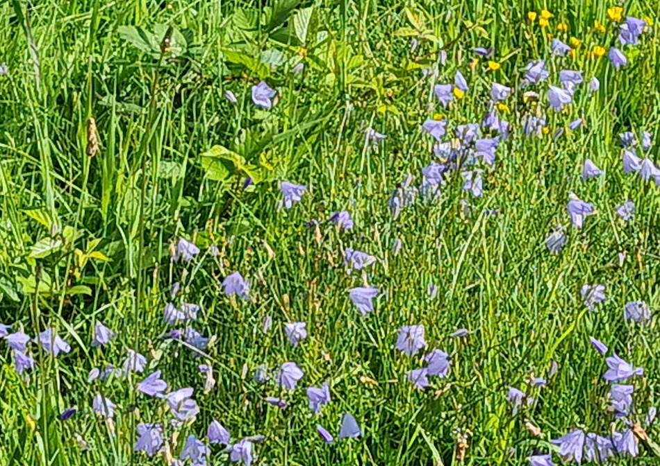 2023-08-30 08 Wenhaston.jpg