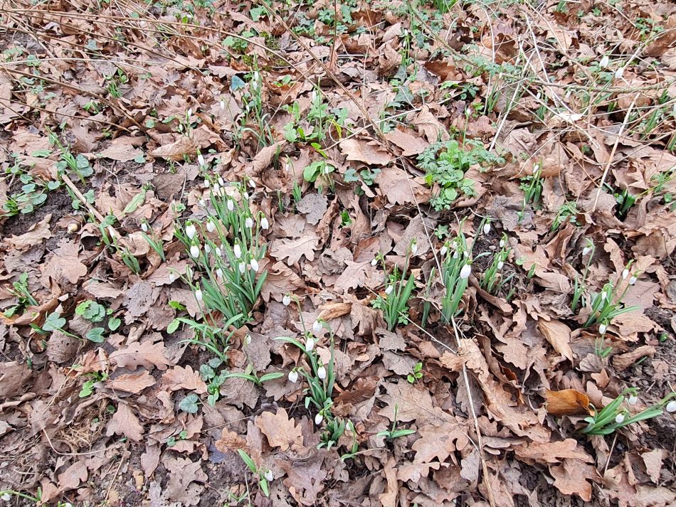 2024-01-31 45 Wenhaston.jpg