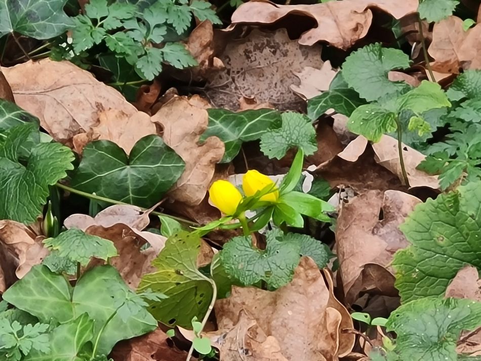 2024-01-31 46 Wenhaston.jpg