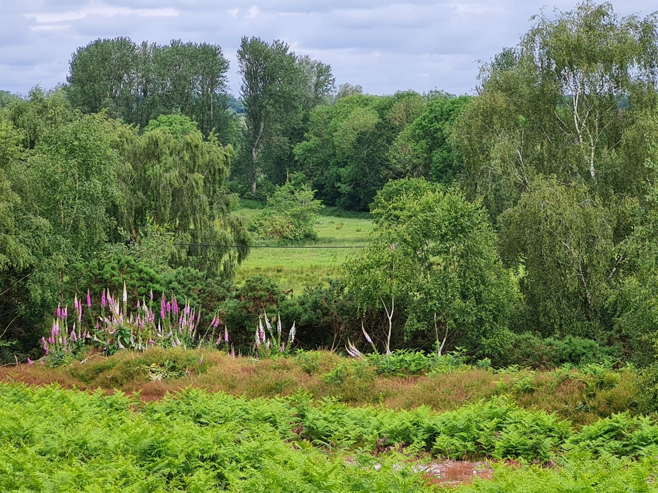 2024-06-08 01 Wenhaston to Halesworth.jpg