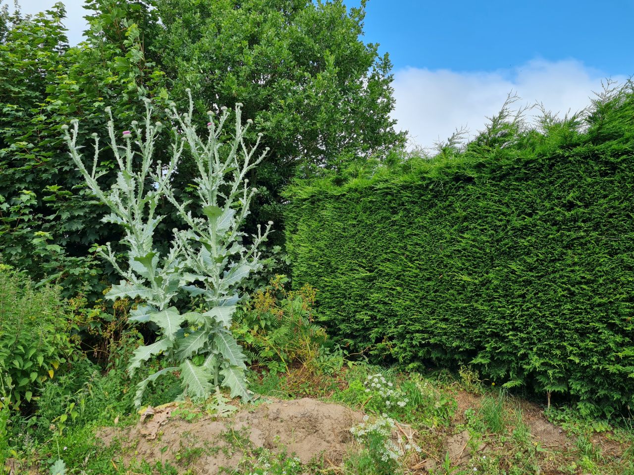 2024-06-26 01 Onopordum acanthium.jpg