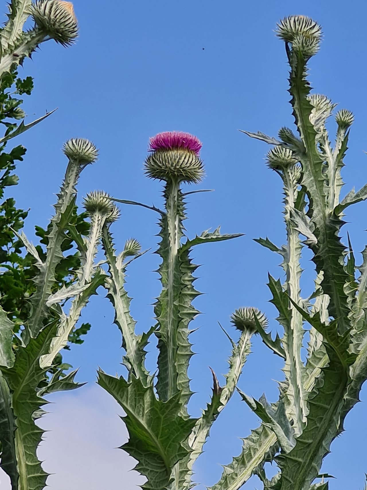 2024-06-26 02 Onopordum acanthium.jpg