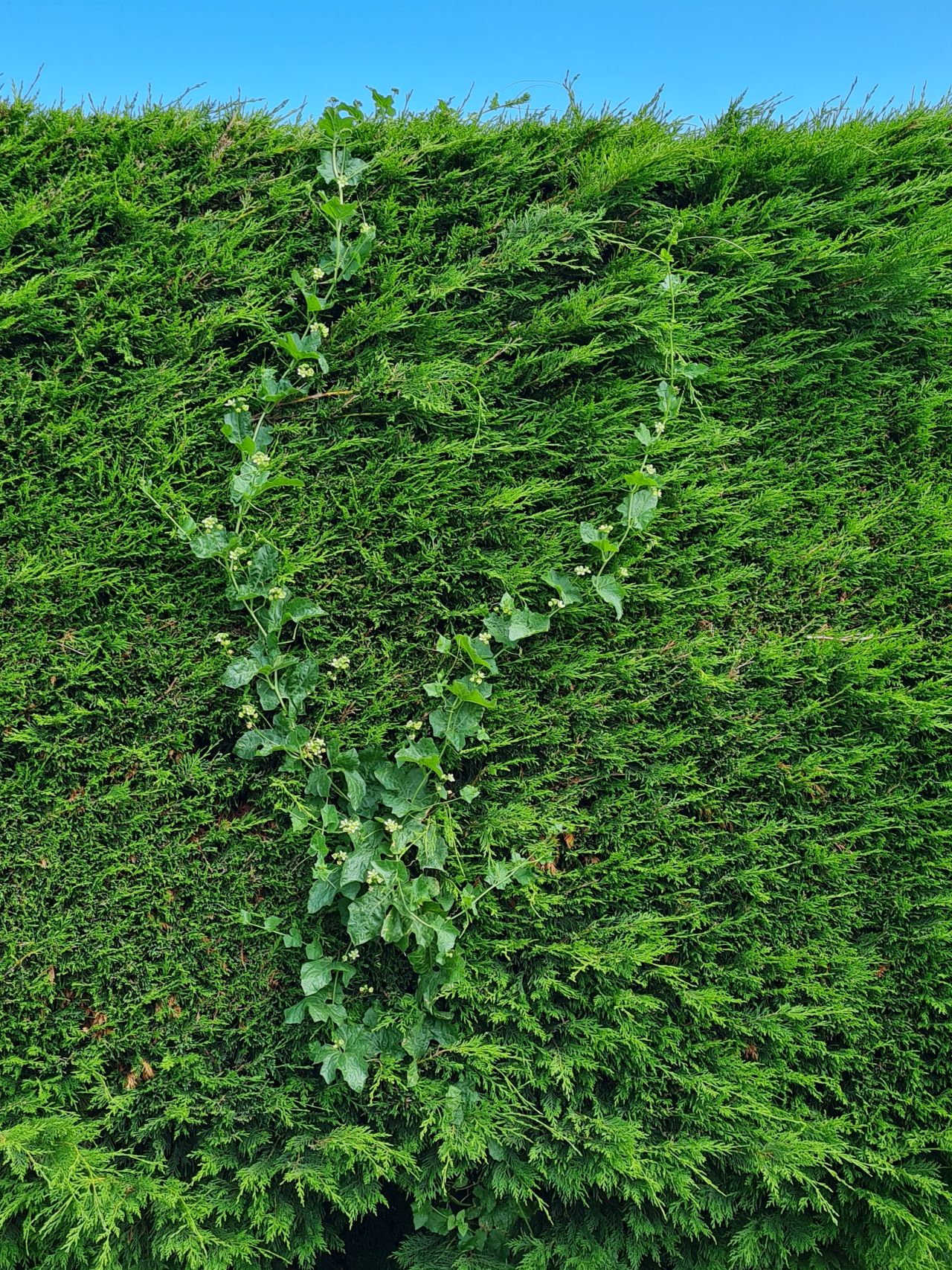 2024-06-26 04 Bryonia dioica.jpg