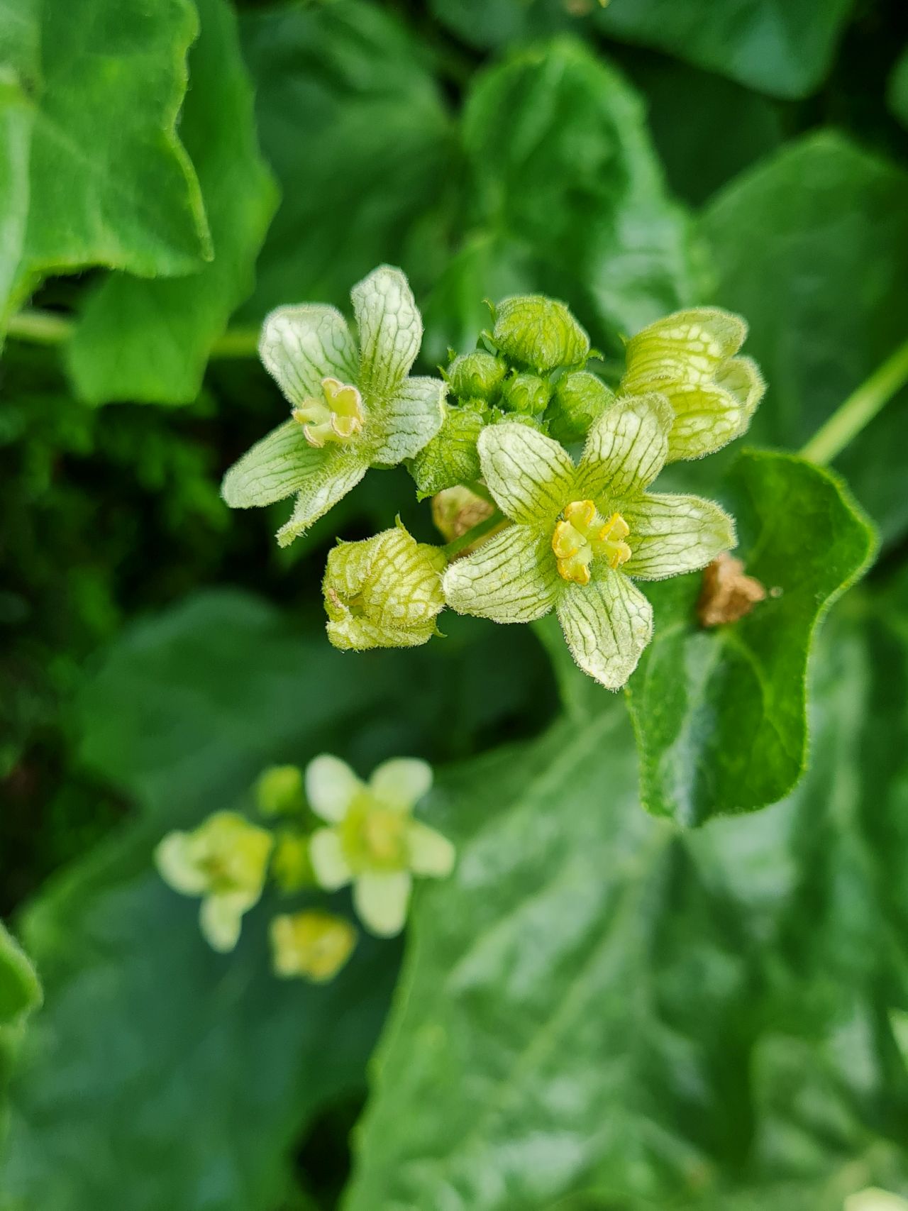 2024-06-26 05 Bryonia dioica.jpg