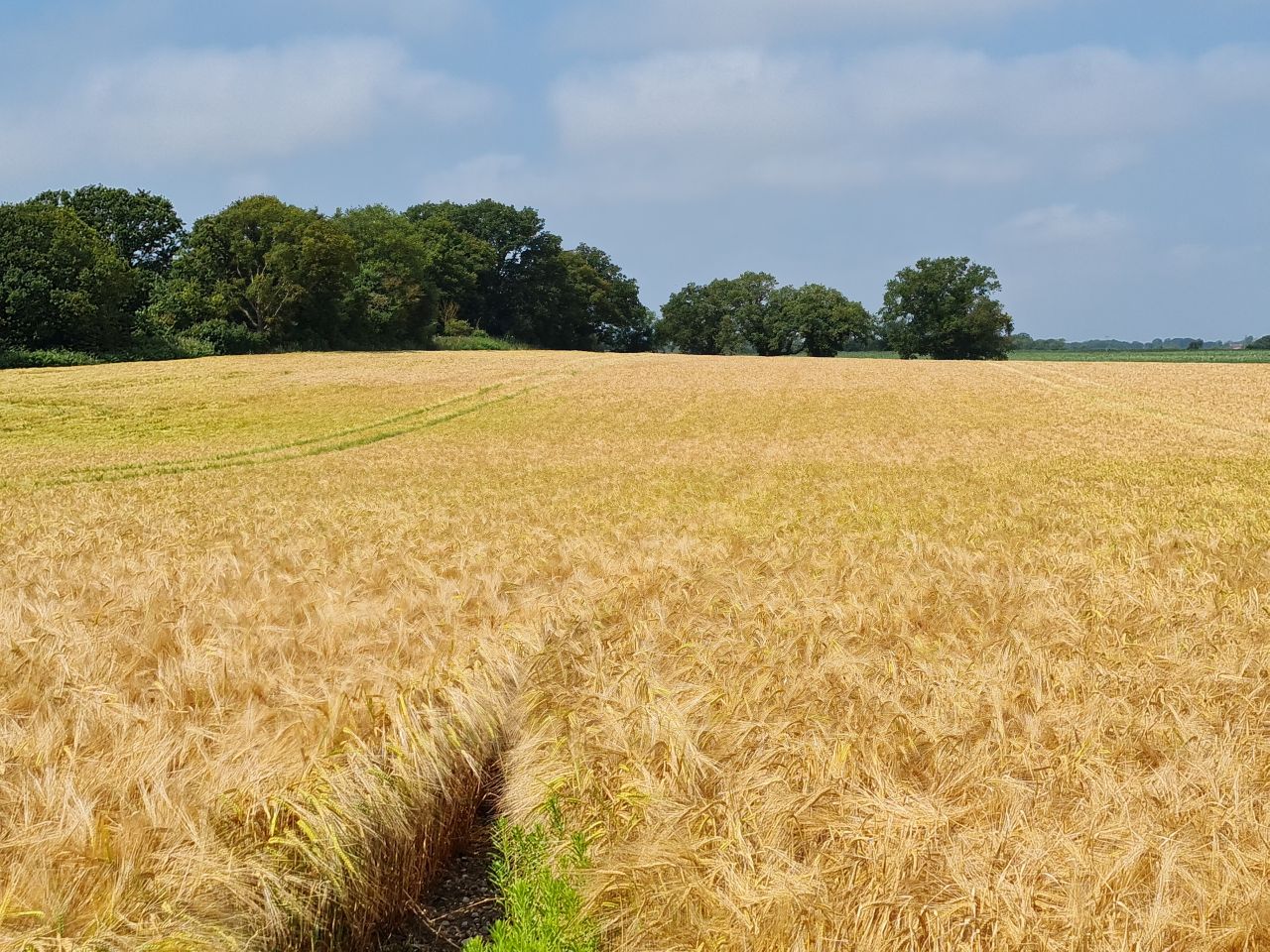 2024-06-26 08 Wenhaston.jpg