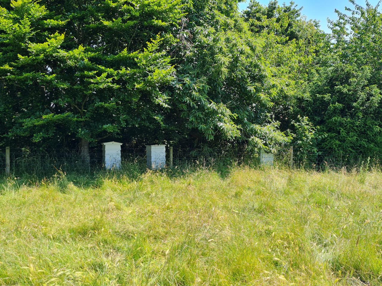 2024-06-26 12 Wenhaston.jpg