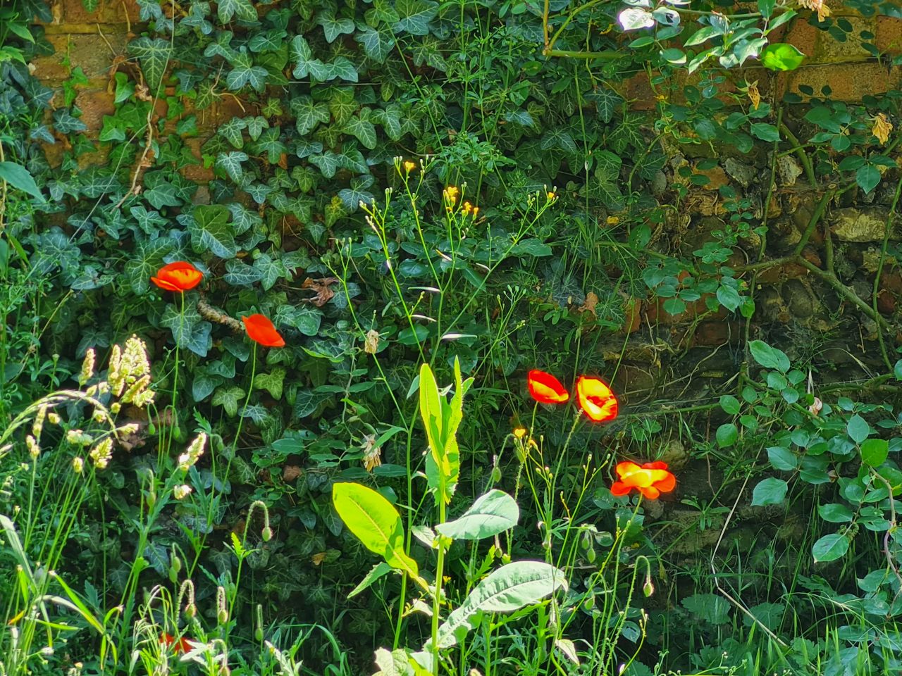 2024-06-26 13 Wenhaston.jpg