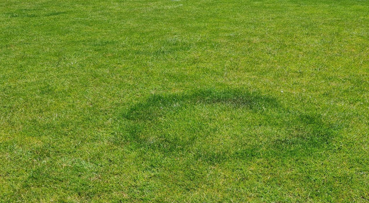 2024-06-26 15 Fairy Ring.jpg