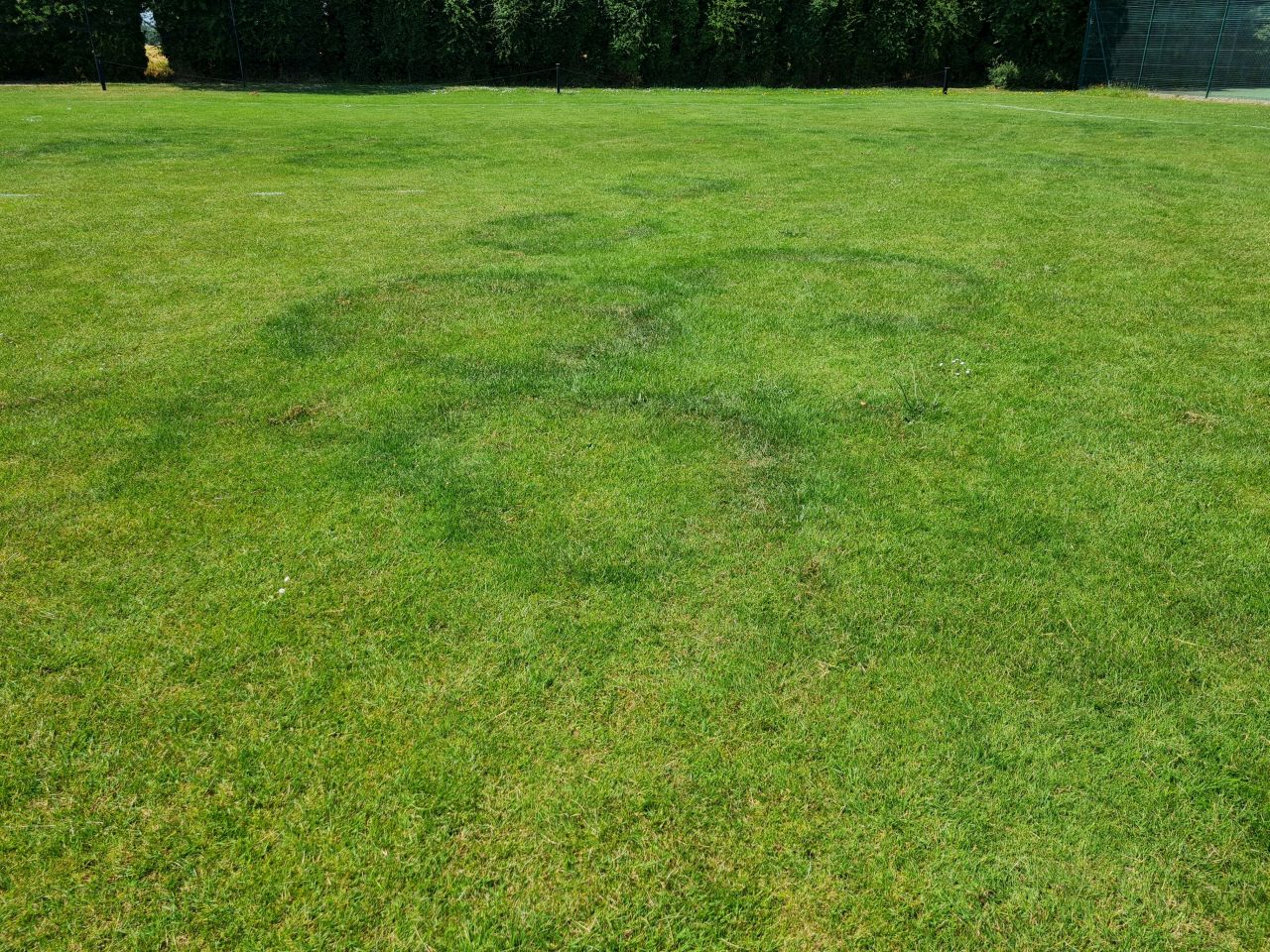 2024-06-26 16 Fairy Ring.jpg