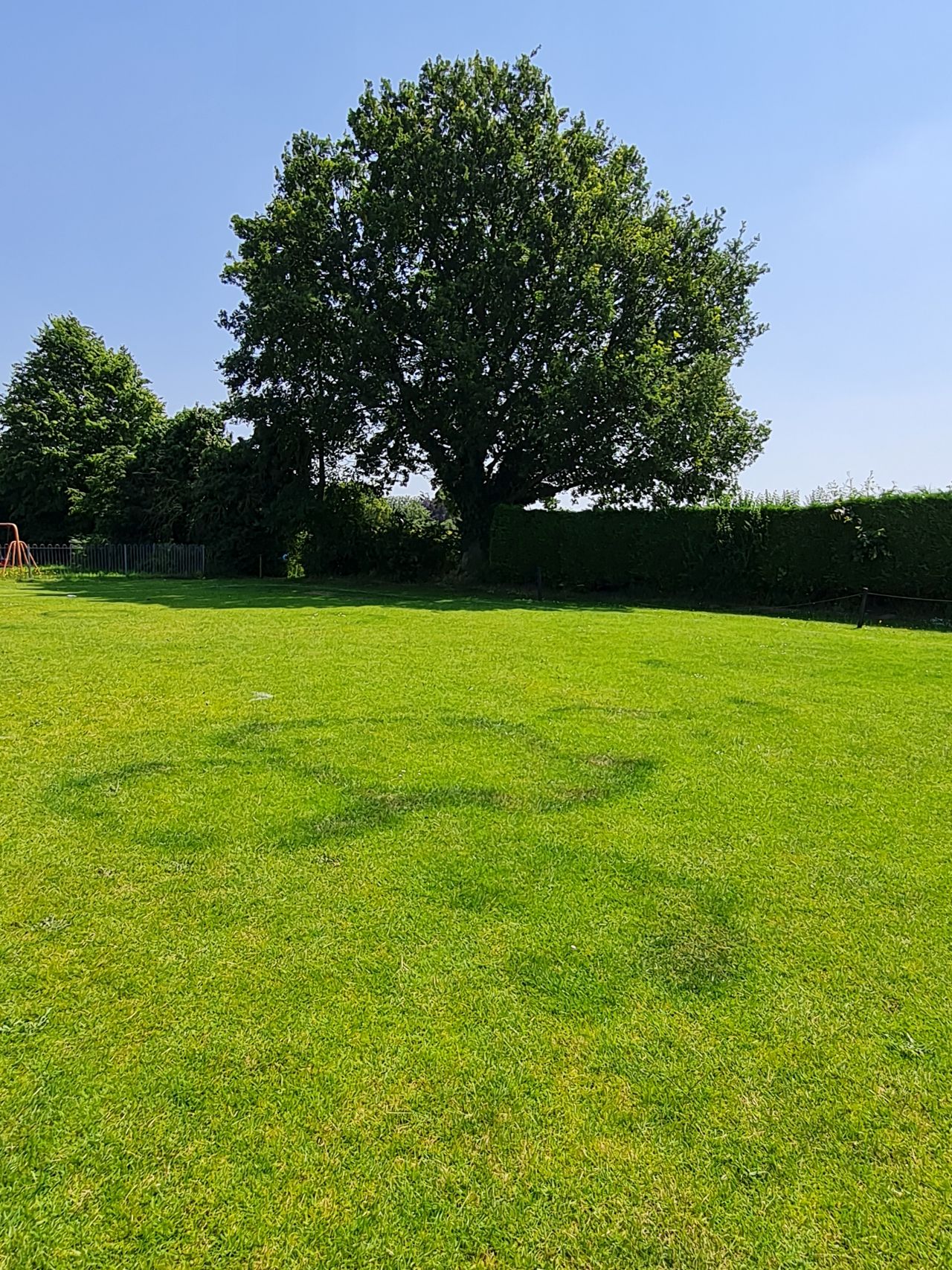 2024-06-26 18 Fairy Ring.jpg