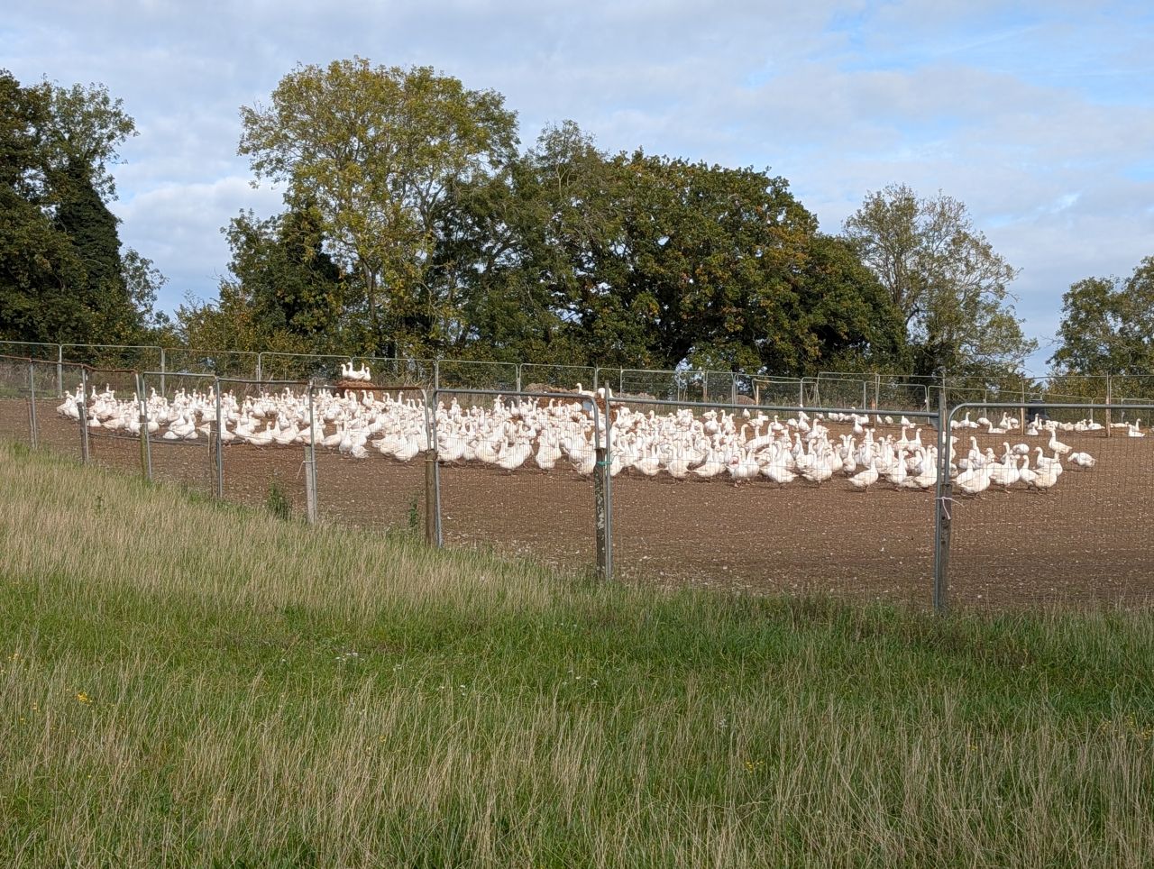 2025-10-22 01 Wenhaston Geese.jpg