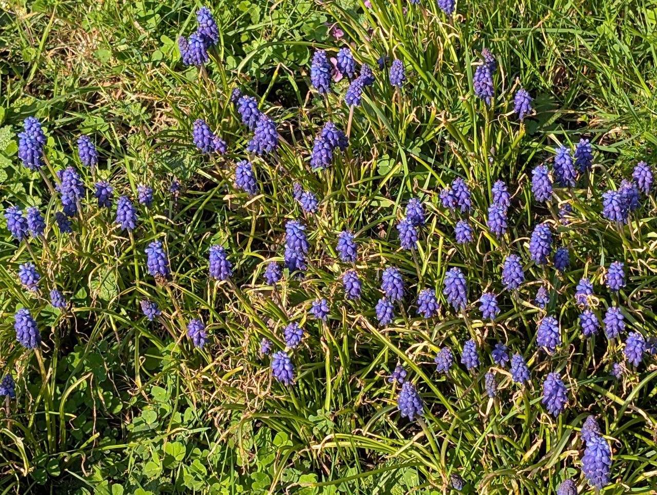 2026-03-15 03 Little Cornard and Assington.jpg