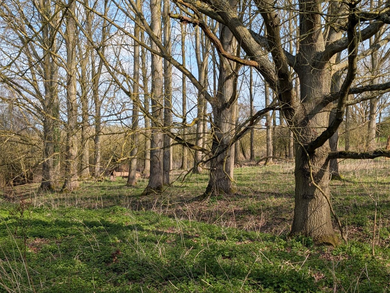 2026-03-15 15 Little Cornard and Assington.jpg