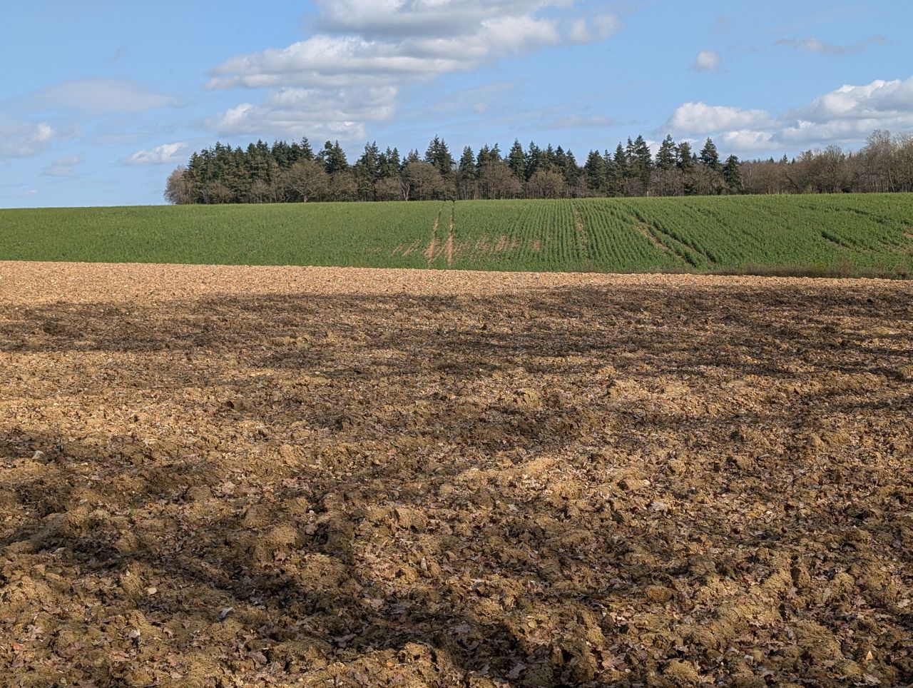 2026-03-15 19 Little Cornard and Assington.jpg