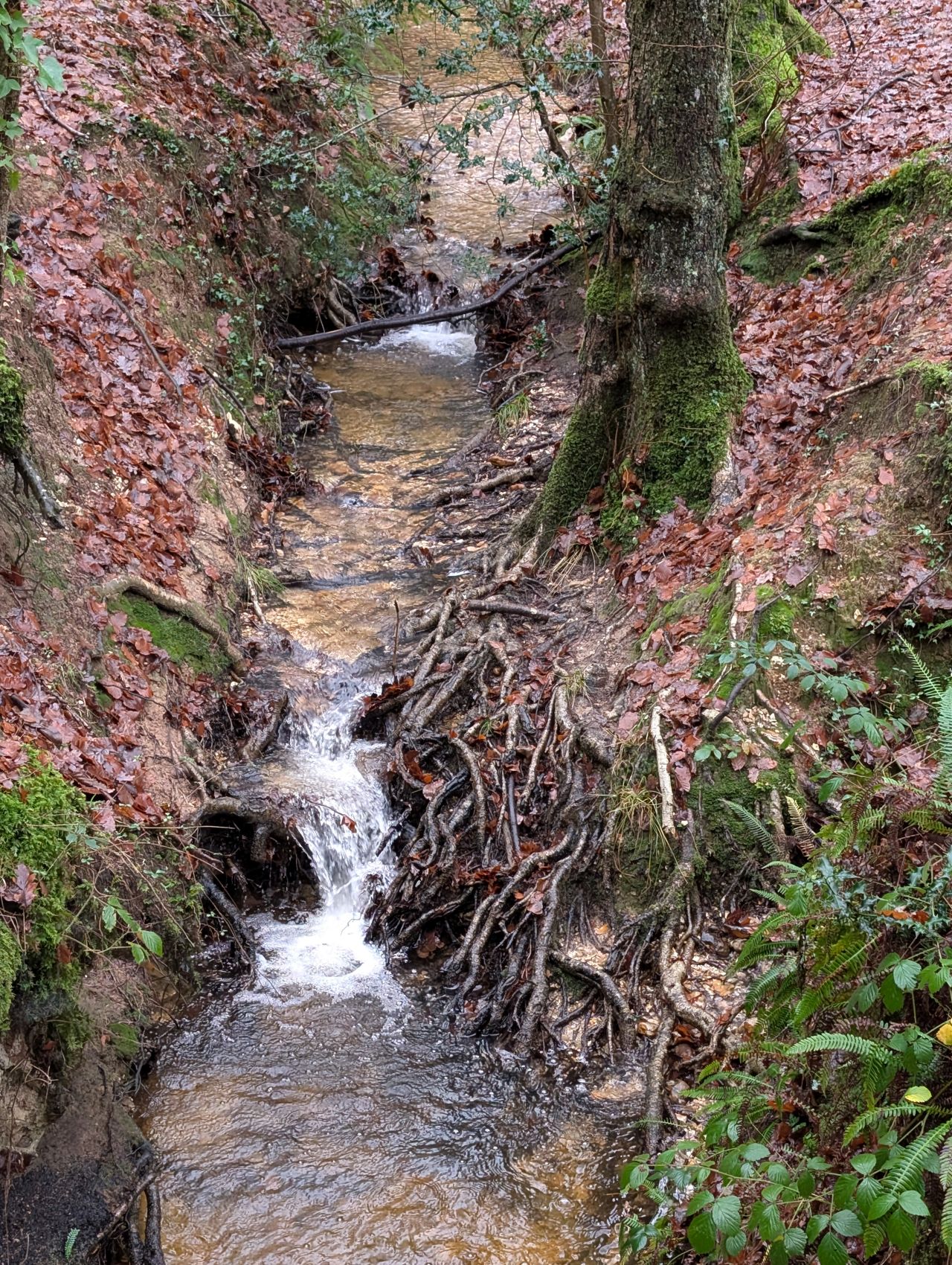 2025-12-21 08 New Forest Janesmoor Pond.jpg