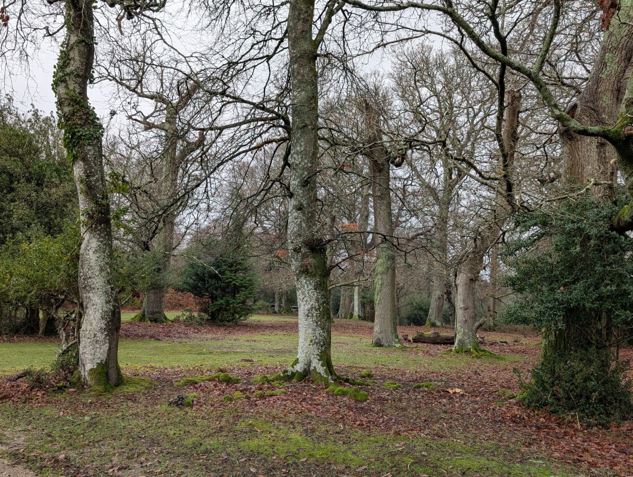 2025-12-21 12 New Forest Janesmoor Pond.jpg