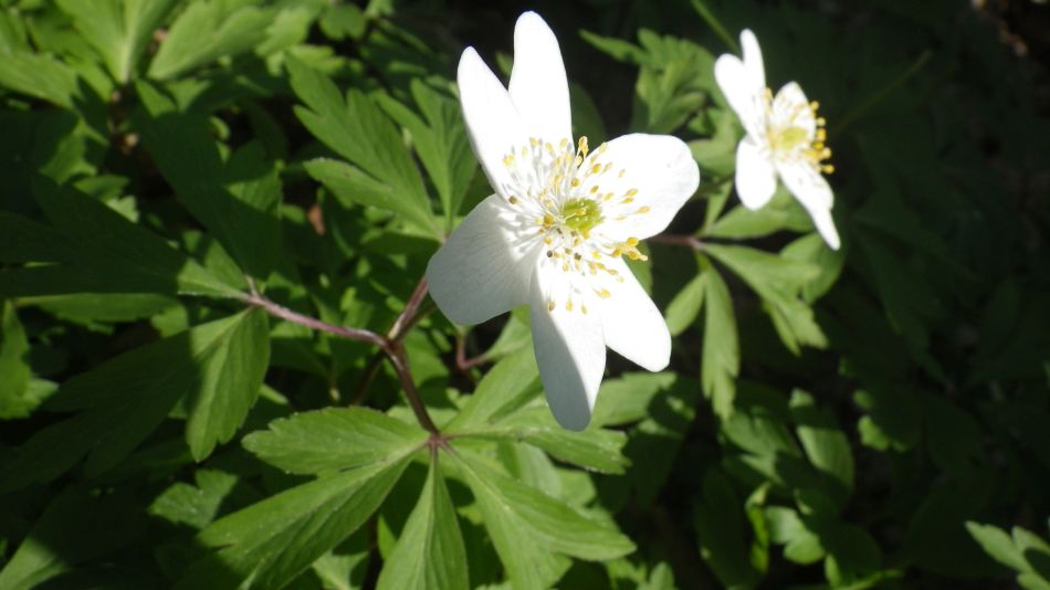 2018-04-18 08 Mutford.jpg