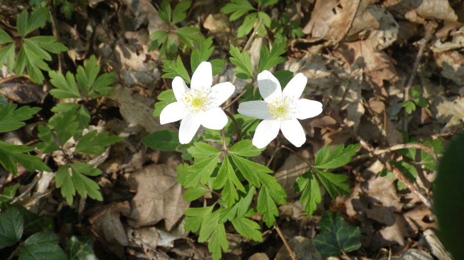 2018-04-18 09 Mutford.jpg