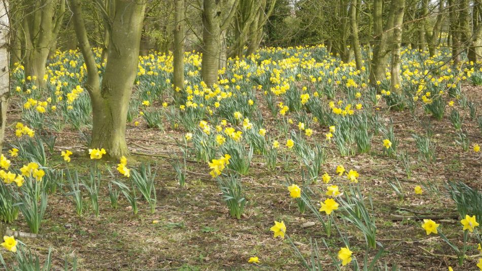 2017-03-22 10 Brockdish and Angles Way.jpg