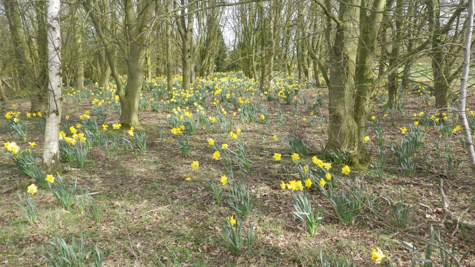 2017-03-22 11 Brockdish and Angles Way.jpg