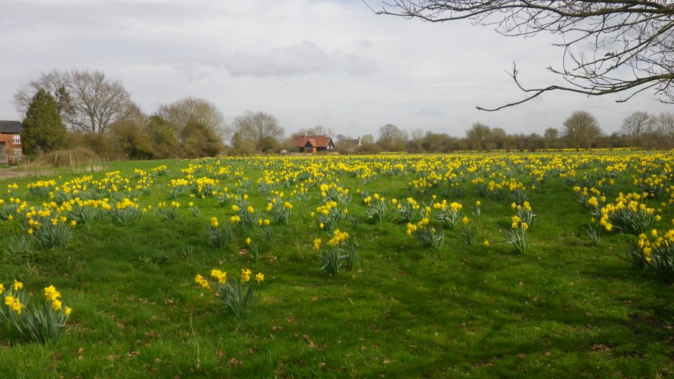 2017-03-22 12 Brockdish and Angles Way.jpg