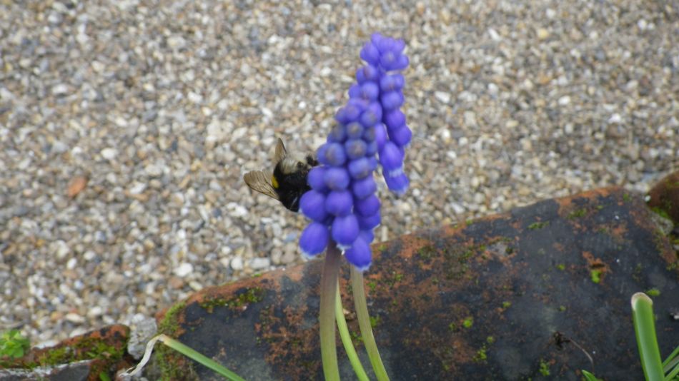 2017-03-22 24 Brockdish and Angles Way.jpg