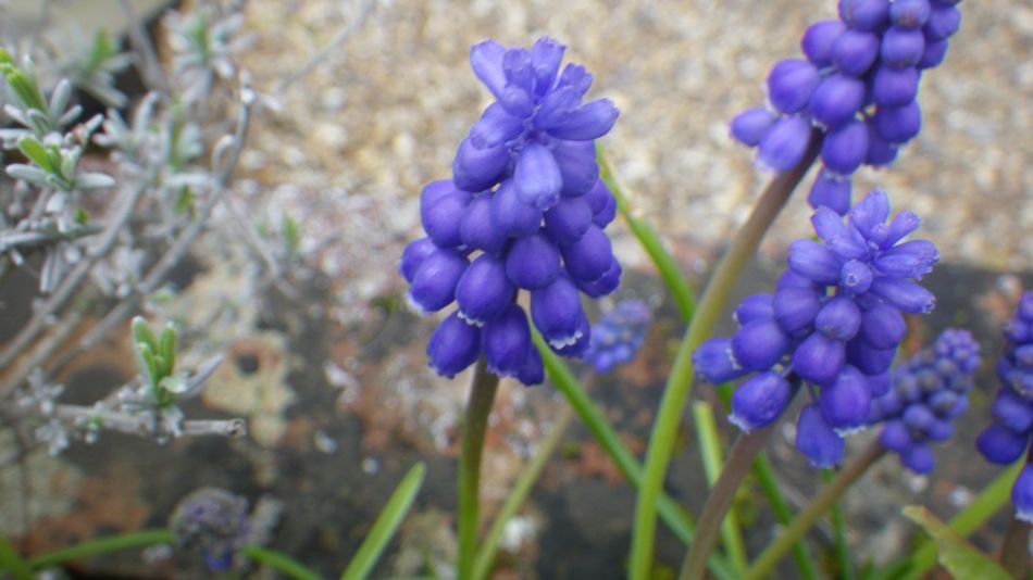 2017-03-22 25 Brockdish and Angles Way.jpg