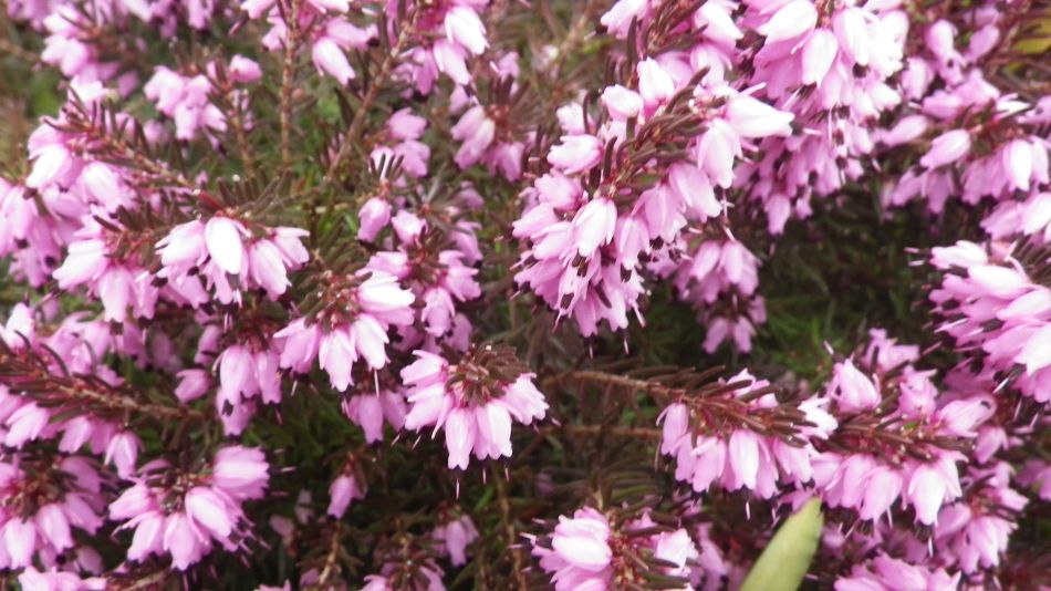 2017-03-22 26 Brockdish and Angles Way.jpg