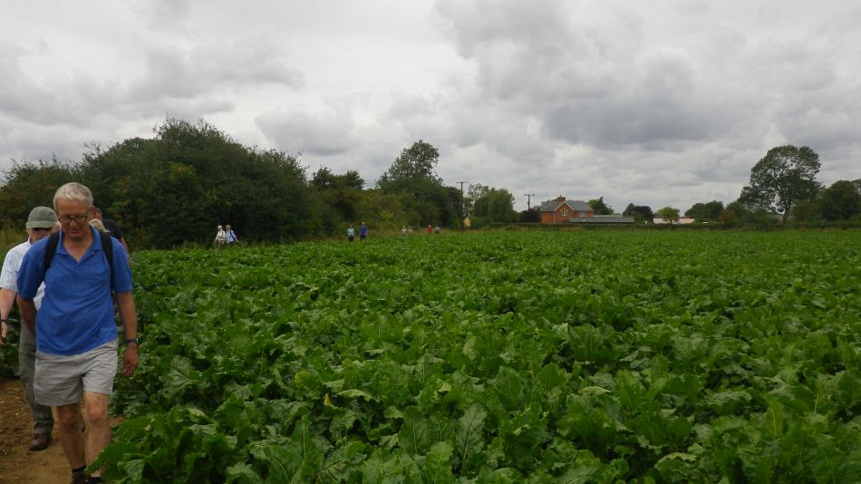 2017-08-02 06 Brockdish and Syleham.jpg