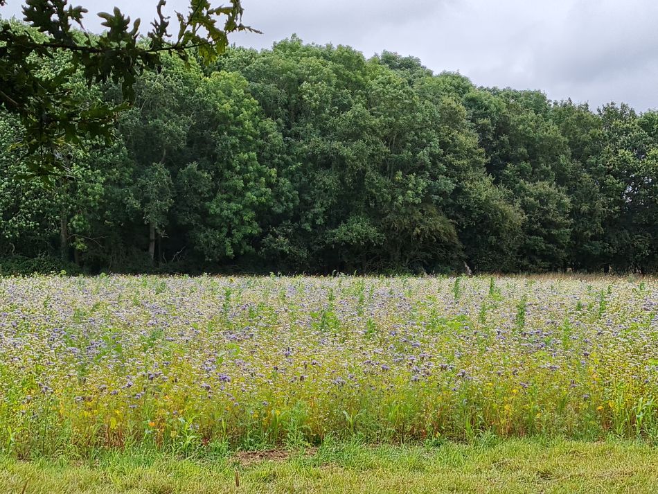 2021-08-26 03 Brockdish West.jpg