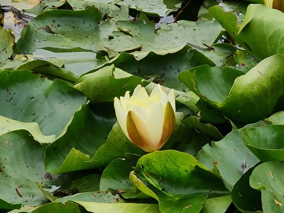 2021-08-26 05 Brockdish West.jpg