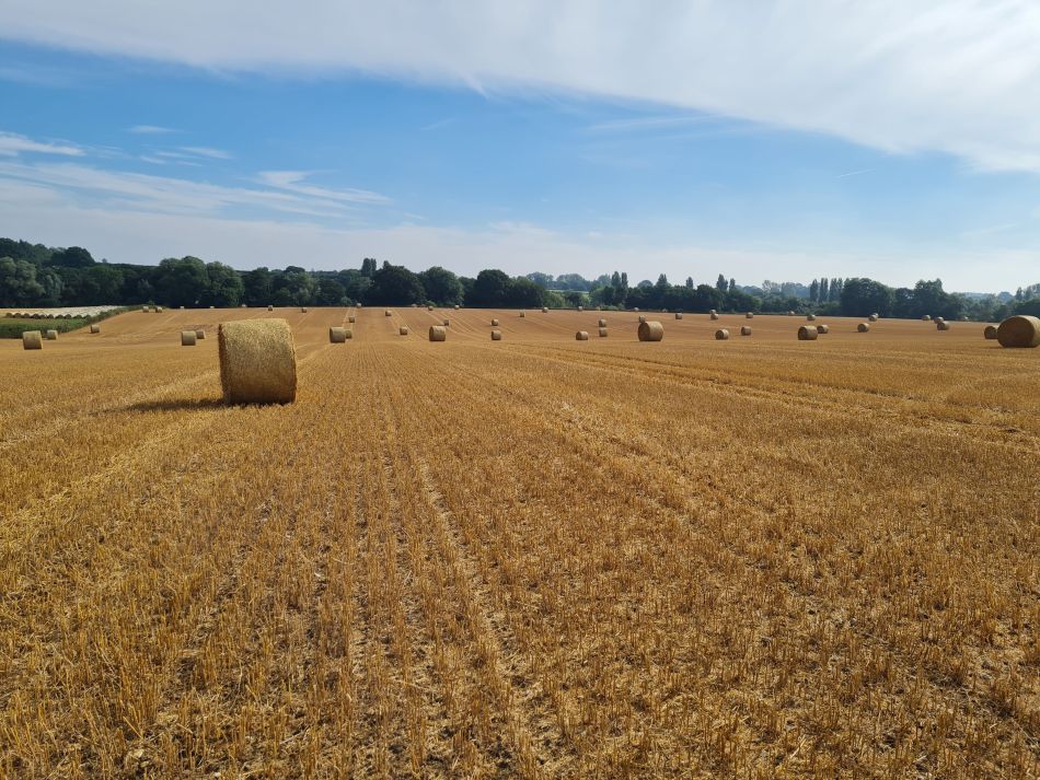 2021-09-09 04 Brockdish.jpg