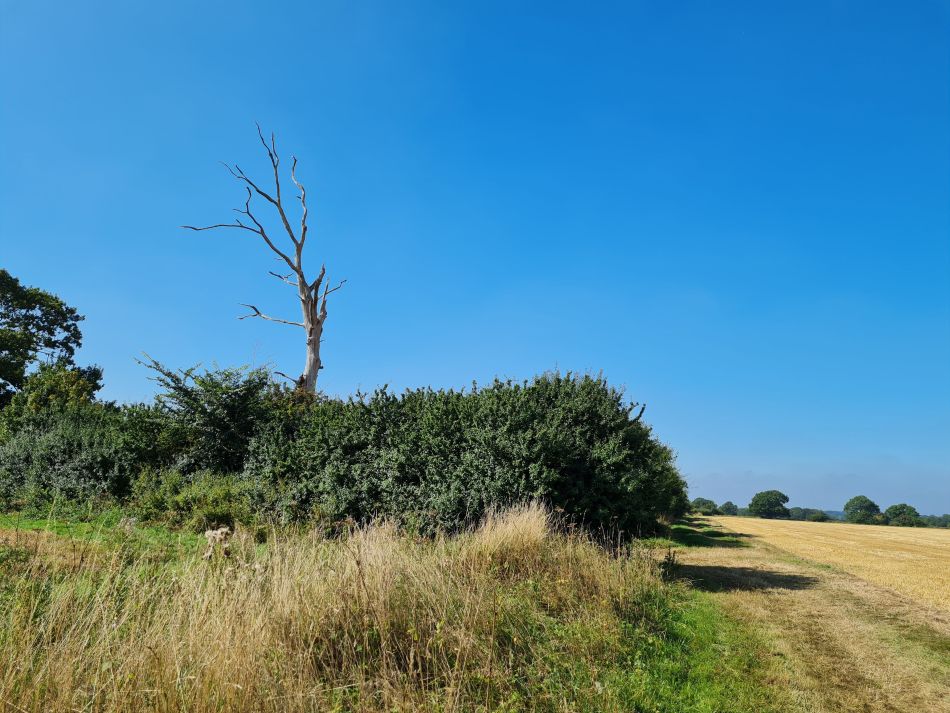 2021-09-09 05 Brockdish.jpg